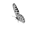 🦋 Эмодзи «𓆩 Dungeon» для Telegram