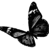 🦋 Эмодзи «𓆩 Dungeon» для Telegram