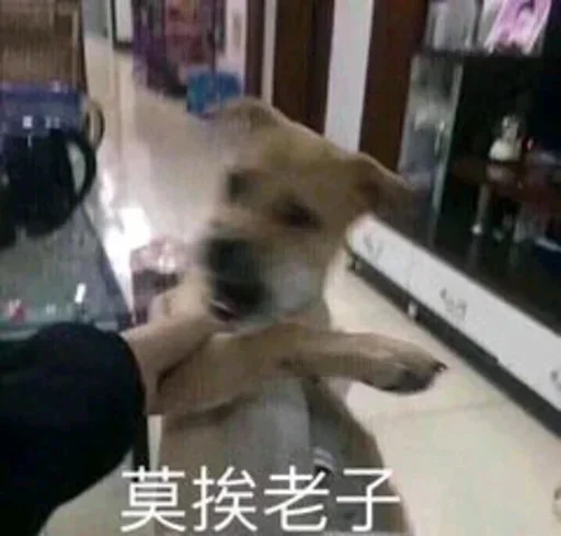 🐅 Стикер «yishanyishanliangjingjing» для Telegram