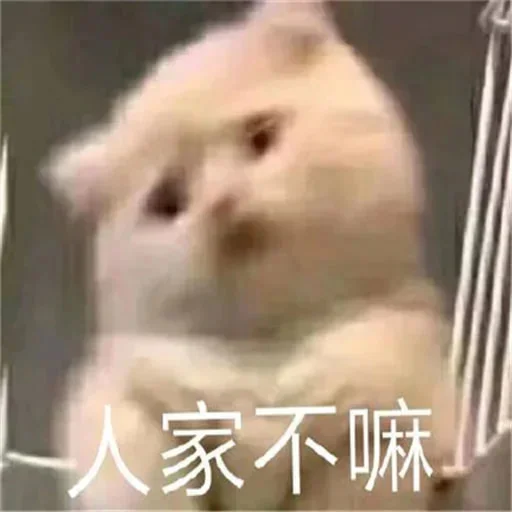 🐈 Стикер «yishanyishanliangjingjing» для Telegram