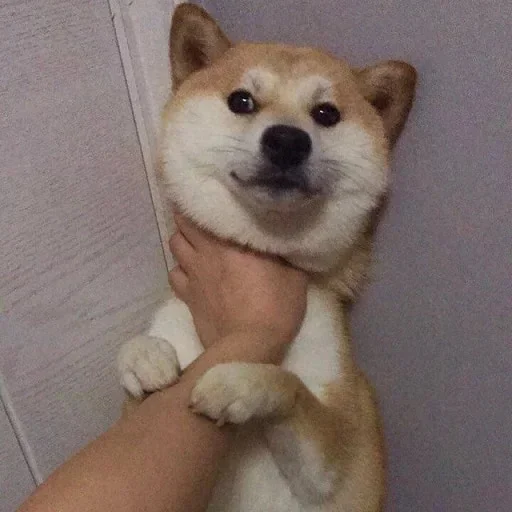 🐕 Стикер «yishanyishanliangjingjing» для Telegram