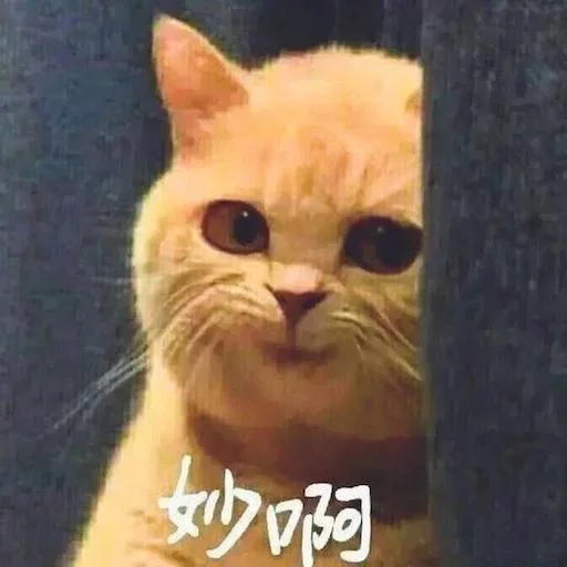 🐈 Стикер «yishanyishanliangjingjing» для Telegram