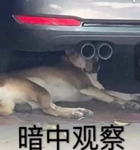 🐕 Стикер «yishanyishanliangjingjing» для Telegram