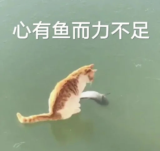 🐈 Стикер «yishanyishanliangjingjing» для Telegram