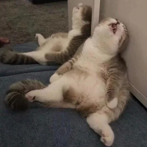 🐈 Стикер «yishanyishanliangjingjing» для Telegram