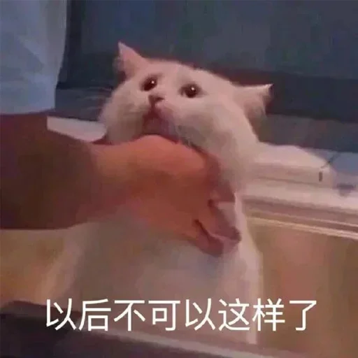 🐈 Стикер «yishanyishanliangjingjing» для Telegram