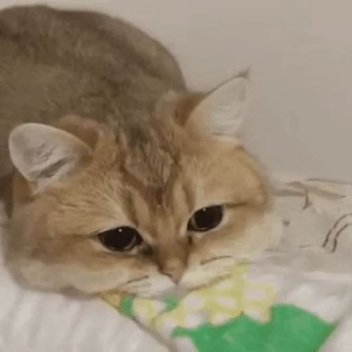 😞 Стикер «Ёшкины гифки» для Telegram