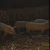 🐖 Эмодзи «Young Hearts» для Telegram