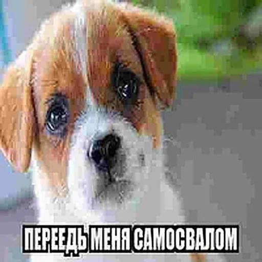 🦷 Стикер «антонио мошонка» для Telegram