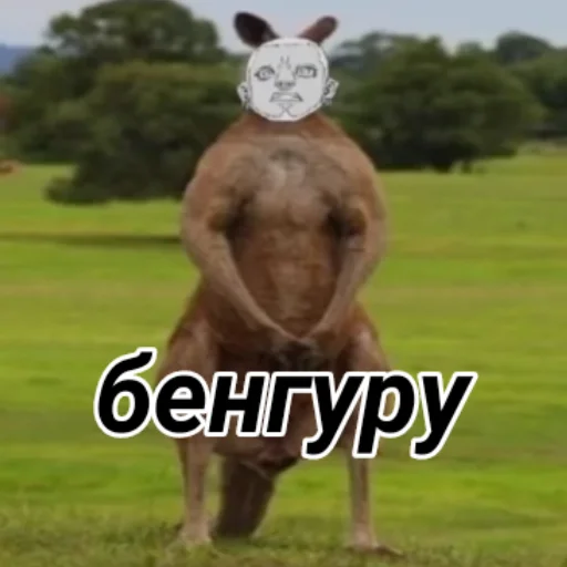 🦘 Стикер «Я епал название» для Telegram