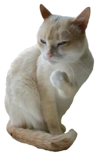 😚 Стикер «Amazing» для Telegram