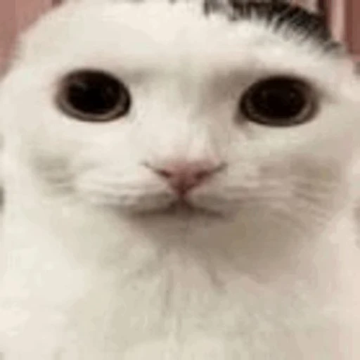🐈 Стикер «Zaga на каждый день» для Telegram