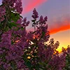 🌅 Эмодзи «закаты» для Telegram