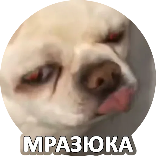 😌 Стикер «За мат извини» для Telegram