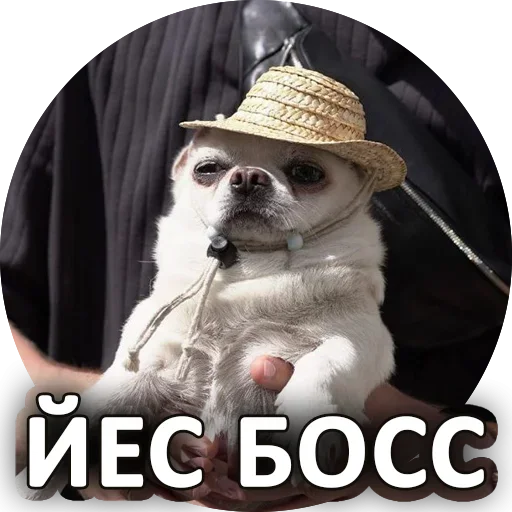 Стикерпак За мат извини для Telegram — скачать
