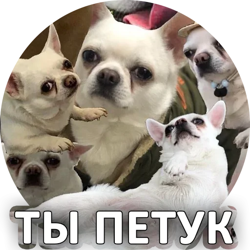 😉 Стикер «За мат извини» для Telegram