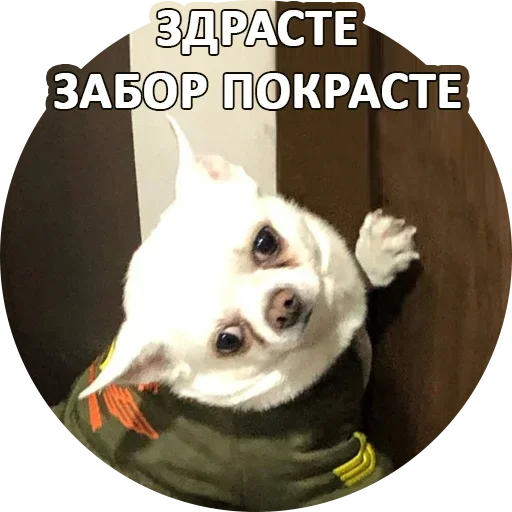 ☺️ Стикер «За мат извини» для Telegram