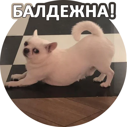 🤣 Стикер «За мат извини» для Telegram