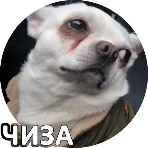 😉 Стикер «За мат извини» для Telegram