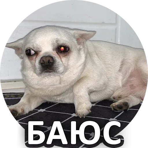 🤣 Стикер «За мат извини» для Telegram