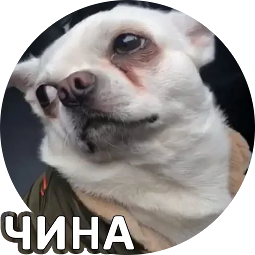 🙃 Стикер «За мат извини» для Telegram