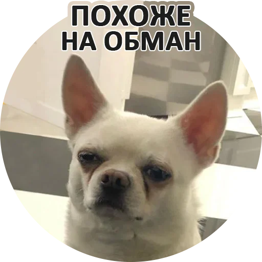 ☺️ Стикер «За мат извини» для Telegram