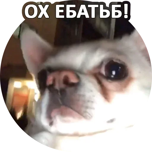 😉 Стикер «За мат извини» для Telegram