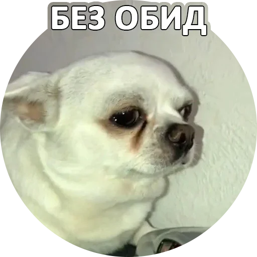 😉 Стикер «За мат извини» для Telegram