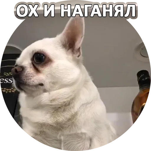 🥰 Стикер «За мат извини» для Telegram