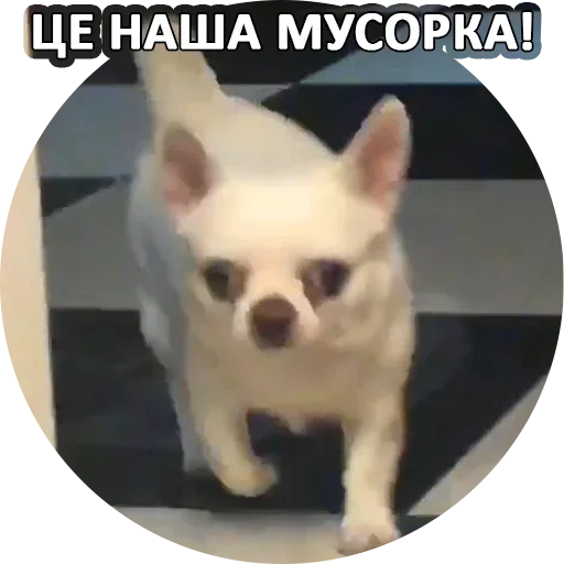 😙 Стикер «За мат извини» для Telegram