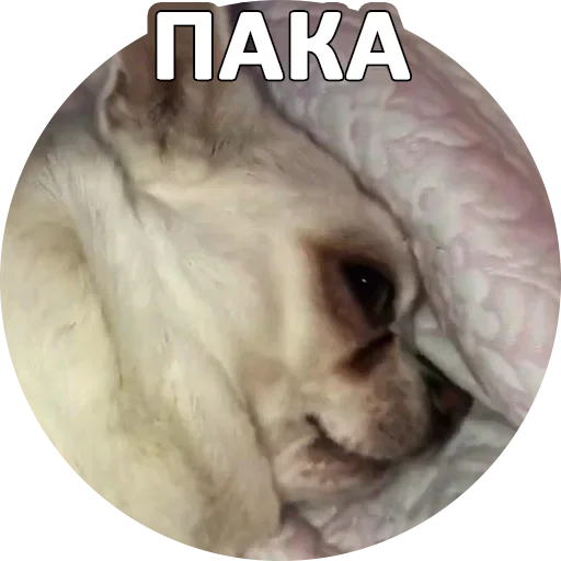 😗 Стикер «За мат извини» для Telegram