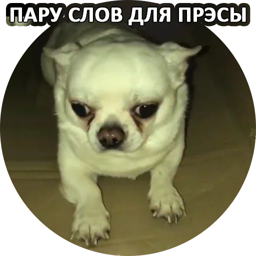 🙃 Стикер «За мат извини» для Telegram
