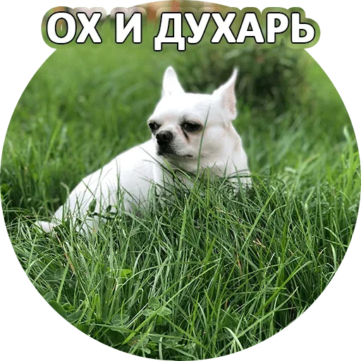 🤪 Стикер «За мат извини» для Telegram