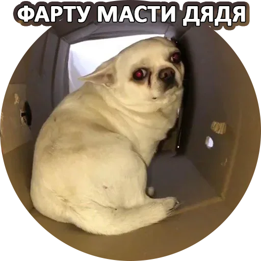 🙃 Стикер «За мат извини» для Telegram