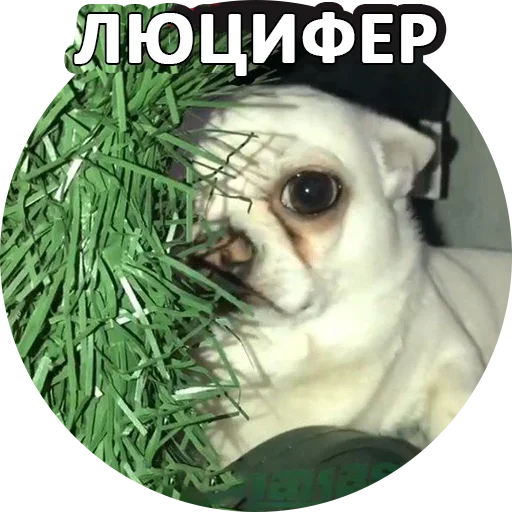 😉 Стикер «За мат извини» для Telegram