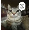 🤩 Эмодзи «Zazu All Emotes» для Telegram