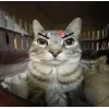🤩 Эмодзи «Zazu All Emotes» для Telegram