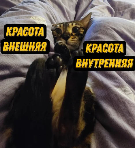 😇 Стикер «ZEUS V 2.0» для Telegram