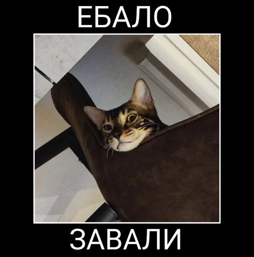 🤫 Стикер «ZEUS V 2.0» для Telegram