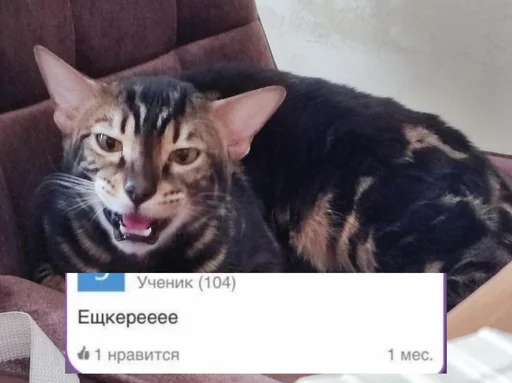 🤪 Стикер «ZEUS V 2.0» для Telegram