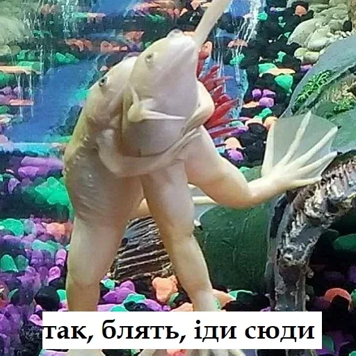 🫂 Стикер «жаби йопта» для Telegram