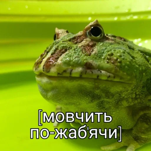 😑 Стикер «жаби йопта» для Telegram