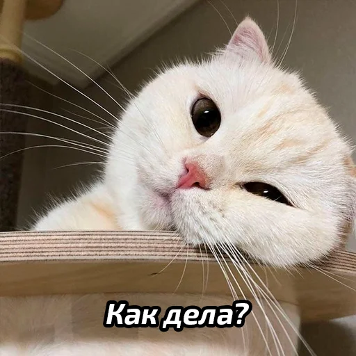 ☺️ Стикер «Бабские стикеры» для Telegram