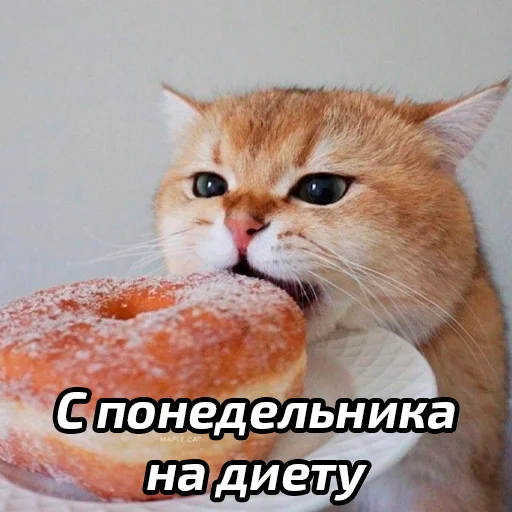 😝 Стикер «Бабские стикеры» для Telegram