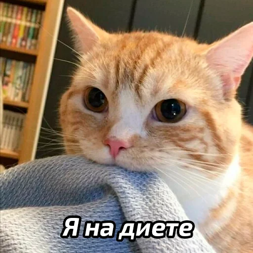 🤪 Стикер «Бабские стикеры» для Telegram