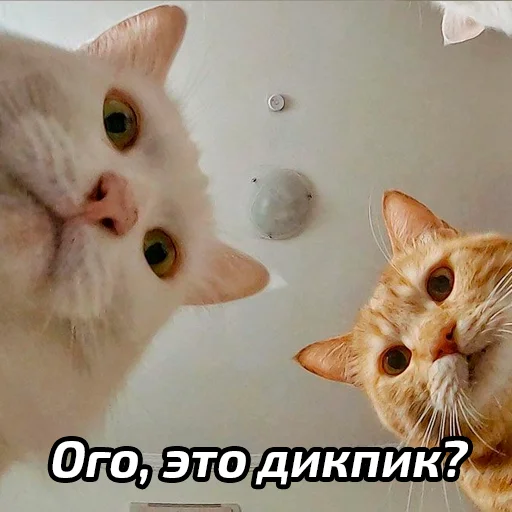 😂 Стикер «Бабские стикеры» для Telegram