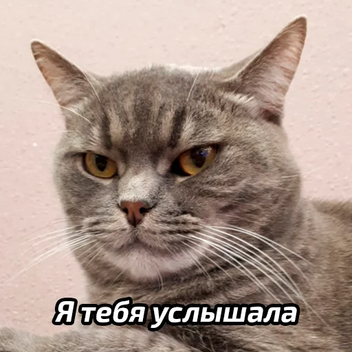 😐 Стикер «Бабские стикеры» для Telegram