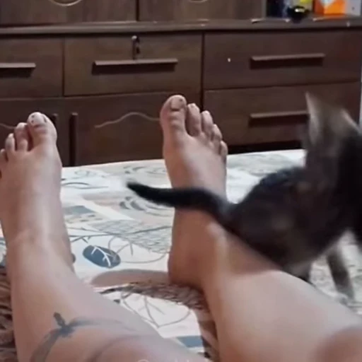 🐈 Стикер «Животные» для Telegram