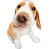 😛 Эмодзи «Собачки» для Telegram