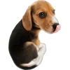 😛 Эмодзи «Собачки» для Telegram